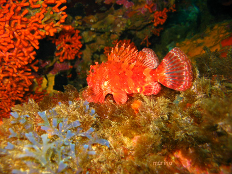 Scorpaena scrofa e altri congeneri